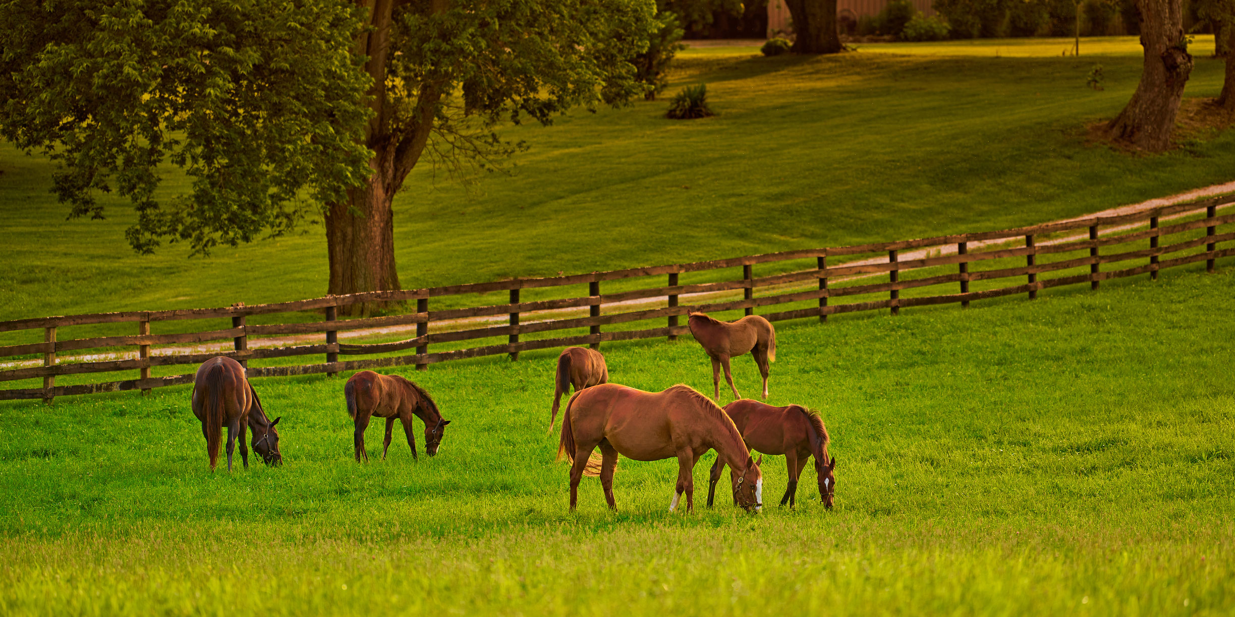 Horses on farm grazing